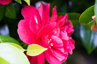 Enlarge photo 526