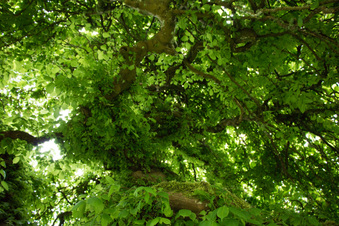 Enlarge photo 527