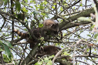 Enlarge photo 62