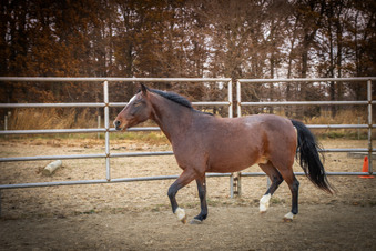 Enlarge photo 238