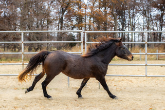 Enlarge photo 257