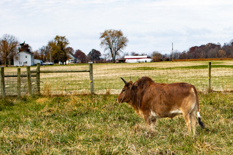 Enlarge photo 399