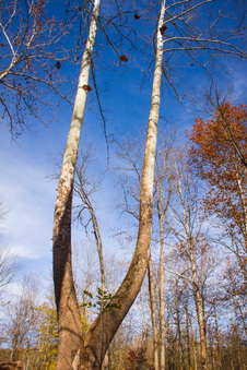 Enlarge photo 237