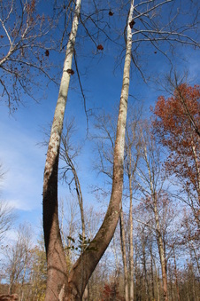 Enlarge photo 238