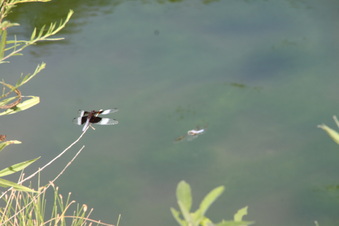 Enlarge photo 142