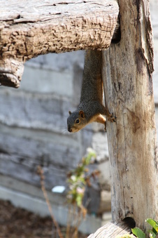 Enlarge photo 730