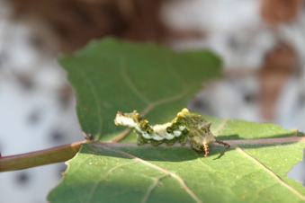 Enlarge photo 27