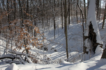 Enlarge photo 81