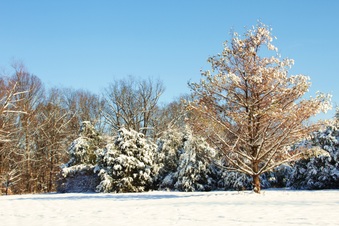 Enlarge photo 110