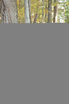 Enlarge photo 45