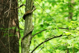 Enlarge photo 8