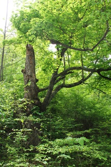 Enlarge photo 12