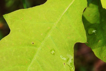 Enlarge photo 20