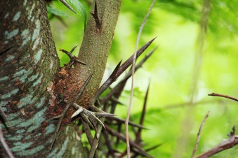 Enlarge photo 29