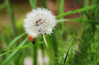 Enlarge photo 35