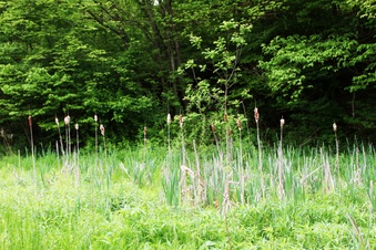 Enlarge photo 37