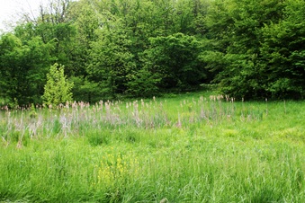 Enlarge photo 40