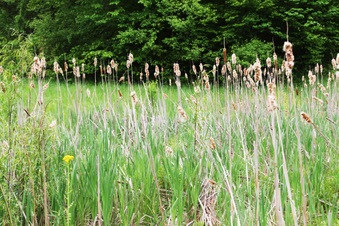 Enlarge photo 41