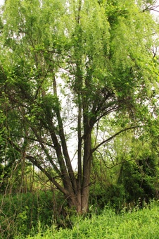 Enlarge photo 42