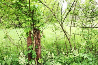 Enlarge photo 46