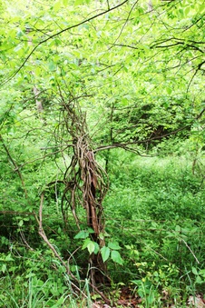 Enlarge photo 48