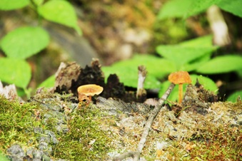Enlarge photo 49