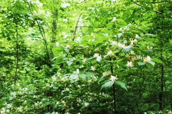 Enlarge photo 50
