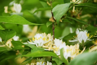Enlarge photo 51