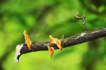 Enlarge photo 52
