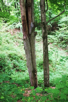 Enlarge photo 54