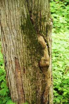 Enlarge photo 55
