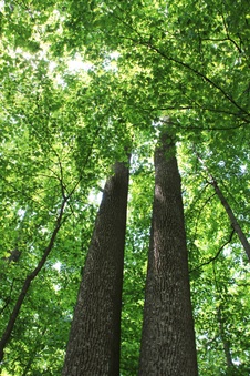 Enlarge photo 58