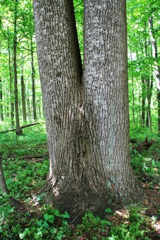 Enlarge photo 59