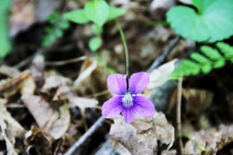 Enlarge photo 61