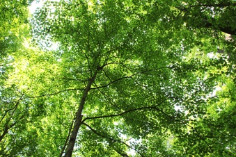 Enlarge photo 65