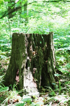 Enlarge photo 66