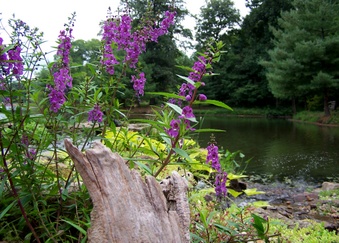Enlarge photo 9