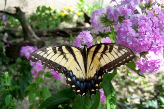 Enlarge photo 25