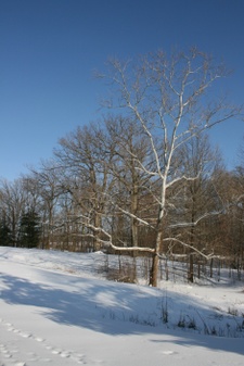 Enlarge photo 35