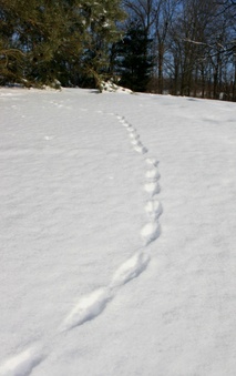 Enlarge photo 36