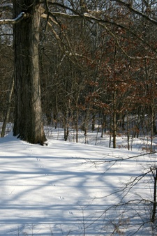 Enlarge photo 38