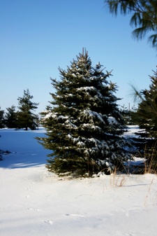 Enlarge photo 39