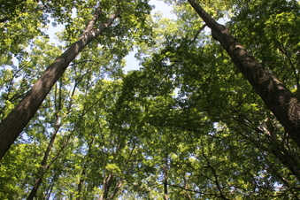 Enlarge photo 83