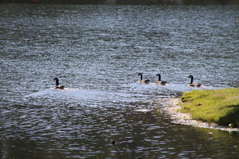 Enlarge photo 150