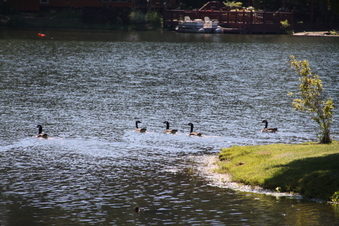Enlarge photo 151