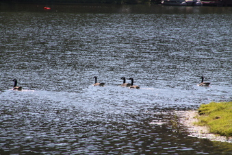 Enlarge photo 152