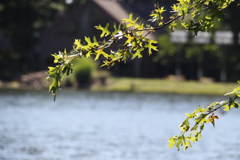 Enlarge photo 156