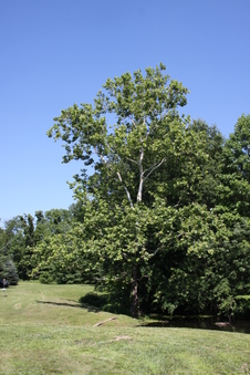 Enlarge photo 159