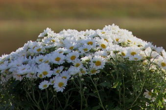Enlarge photo 137