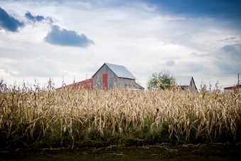 Enlarge photo 696